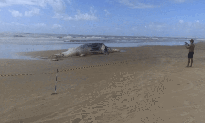 Baleia jubarte macho com cerca de 14 metros de comprimento foi encontrada morta nesta quinta feira 23 na praia da ponta da fruta em vila velha 768x514