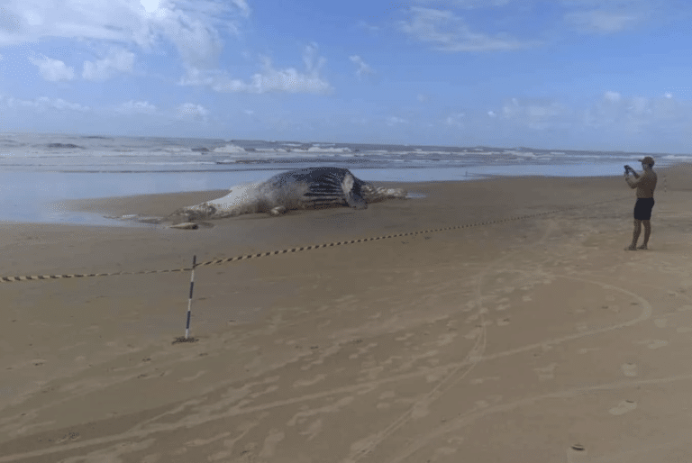 Baleia jubarte macho com cerca de 14 metros de comprimento foi encontrada morta nesta quinta feira 23 na praia da ponta da fruta em vila velha 768x514