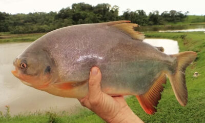 Biofilme feito com pele de peixe pode ser alternativa sustentável para a embalagem de alimentos