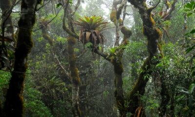 Bromélias promovem diversidade de plantas na floresta e enriquecem solo com nutrientes, mostra estudo