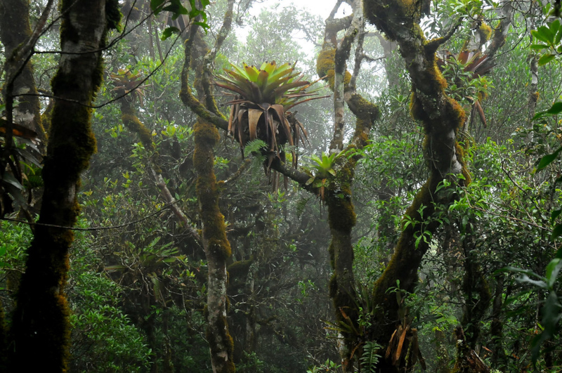 Bromélias promovem diversidade de plantas na floresta e enriquecem solo com nutrientes, mostra estudo