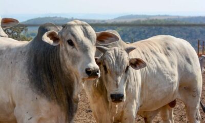 Perspectivas positivas para o mercado do boi gordo em 2026, segundo análise do Cepea