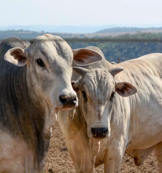 Perspectivas positivas para o mercado do boi gordo em 2026, segundo análise do Cepea