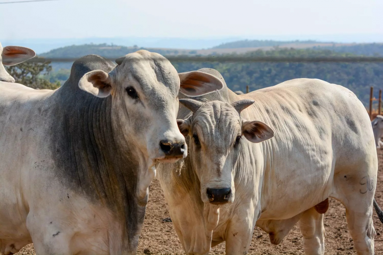 Perspectivas positivas para o mercado do boi gordo em 2026, segundo análise do Cepea