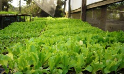São Paulo é líder na produção nacional de alface 