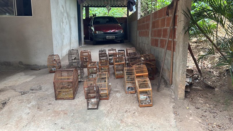 Polícia apreende 25 pássaros silvestres em cativeiro irregular no Espírito Santo