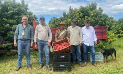 Além do Natal: SP expande o mercado da lichia
