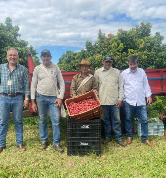 Além do Natal: SP expande o mercado da lichia