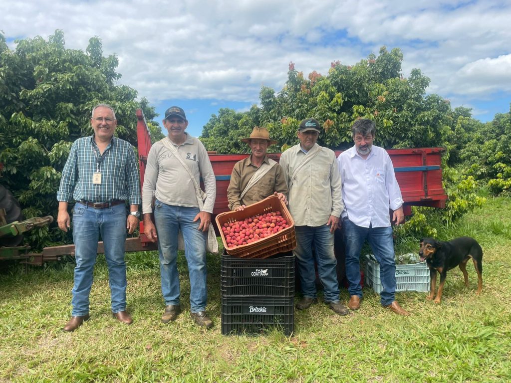 Além do Natal: SP expande o mercado da lichia