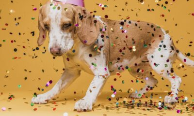 BloCão reúne pets e tutores em folia neste sábado