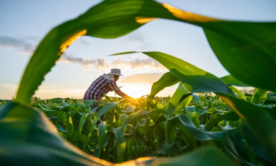 Crédito Rural para a agricultura familiar no Espírito Santo