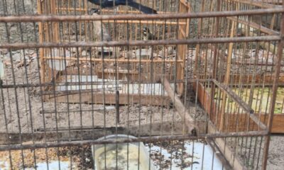 DEPMA e Bem-Estar Animal de Vila Velha realizam operação contra maus-tratos e posse irregular de aves  