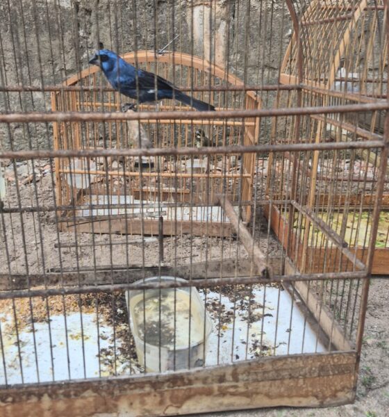 DEPMA e Bem-Estar Animal de Vila Velha realizam operação contra maus-tratos e posse irregular de aves  