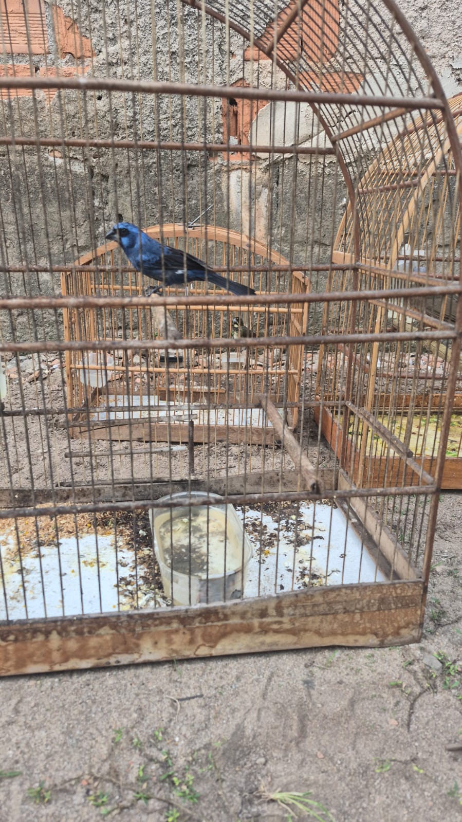 DEPMA e Bem-Estar Animal de Vila Velha realizam operação contra maus-tratos e posse irregular de aves